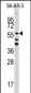 ALDH5A1 Antibody (C-term)