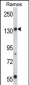 Rictor Antibody (N-term)