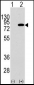 PIK3R2 Antibody (Y467)