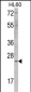 ERAS Antibody (N-term) (F66)