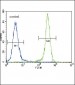 E Cadherin (CDH1) Antibody (C-term)