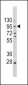 E Cadherin (CDH1) Antibody (C-term)