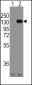 E Cadherin (CDH1) Antibody (C-term)