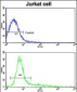 CD9 Antibody (N-term)