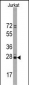 CD9 Antibody (N-term)