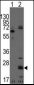 CD9 Antibody (N-term)