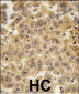 DDX3 Antibody (C-term)