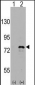 DDX3 Antibody (C-term)