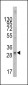 SCF (KITLG) Antibody (C-term)