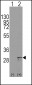 SCF (KITLG) Antibody (C-term)