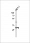 NANOG Antibody (Center)