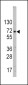 GLUT2 (SLC2A2) Antibody (N-term)