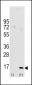 LC3 Antibody (APG8A) (D106)