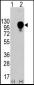 LAMP2 Antibody (Center)