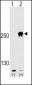 mTOR (FRAP1) Antibody (S2481)