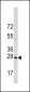 HSP27 (HSPB1) Antibody (S83)