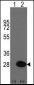 HSP27 (HSPB1) Antibody (S83)