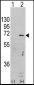 AMPK alpha (PRKAA1) Antibody (S487)