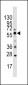 PIST Antibody (C-term)