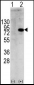 PIK3R1 Antibody (Y580)