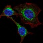 Interferon-inducible protein (IFITM3) Antibody (N-term)