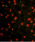 CDH4 Antibody (N-term)