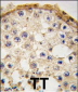 DDX4 Antibody (C-term)