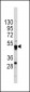 GATA4 Antibody (C-term)