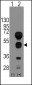 GATA4 Antibody (C-term)