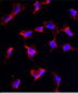 Nanos Homologue 1 (NANOS1) Antibody (C-term)