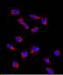 SOX9 Antibody (N-term)