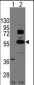 SOX9 Antibody (N-term)