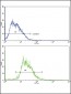 SOX9 Antibody (Center)