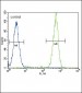 TERT Antibody (Center)