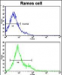 CD3Z Antibody (N-term)