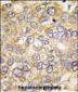 CHRD Antibody (C-term)