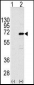 CNOT4 Antibody (N-term)