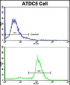 ALDH5A1 Antibody (N-term)