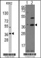 NANOG Antibody (N-term)