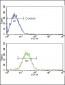 CD19 Antibody (N-term)