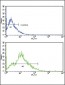 CD3G Antibody (N-term)