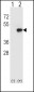 CD4 Antibody (N-term)