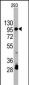 CDH2 Antibody (C-term)