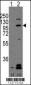 CDH2 Antibody (C-term)