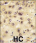 PROX1 Antibody (Center)