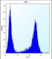 HES1 Antibody (N-term T24)