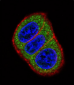 HES1 Antibody (N-term T24)