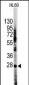 HES1 Antibody (N-term T24)