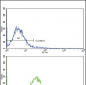 EDA Antibody (N-term)