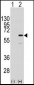 ELK1 Antibody (S383)